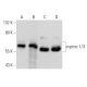 copine 1/3 Antibody (A-7) - Western Blotting - Image 353703 
