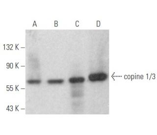 copine 1/3 Antibody (E-8) - Western Blotting - Image 354595 