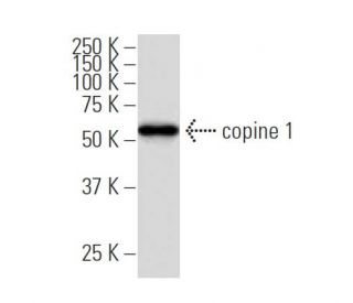 copine 1 Antibody (Z6) - Western Blotting - Image 34628