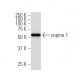 copine 1 Antibody (Z6) - Western Blotting - Image 34628