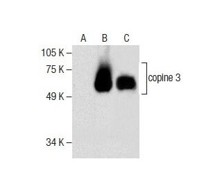 copine 3 Antibody (C-7) - Western Blotting - Image 286757 