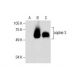copine 3 Antibody (C-7) - Western Blotting - Image 286757 