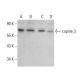 copine 3 Antibody (C-7) - Western Blotting - Image 376246