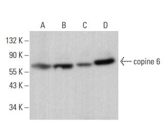copine 6 Antibody (42) - Western Blotting - Image 377670 