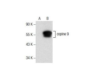 copine 9 Antibody (D-6) - Western Blotting - Image 157515