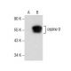 copine 9 Antibody (D-6) - Western Blotting - Image 157515