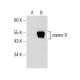 copine 9 Antibody (F-3) - Western Blotting - Image 153770