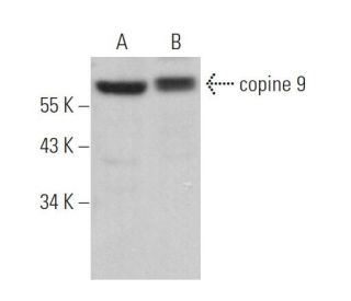 copine 9 Antibody (F-3) - Western Blotting - Image 371296 