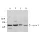 copine 9 Antibody (F-3) - Western Blotting - Image 371289 
