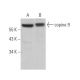 copine 9 Antibody (F-3) - Western Blotting - Image 371296 