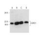 COPZ1 Antibody (B-12) - Western Blotting - Image 300612