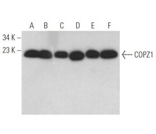 COPZ1 Antibody (B-12) - Western Blotting - Image 368966 