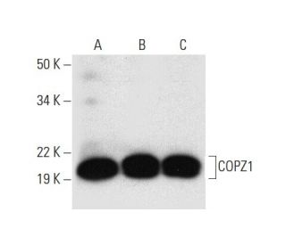 COPZ1 Antibody (H-12) - Western Blotting - Image 303372 