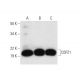 COPZ1 Antibody (H-12) - Western Blotting - Image 303372 