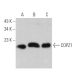COPZ1 Antibody (H-12) - Western Blotting - Image 368959 