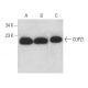 COPZ1 Antibody (H-12) - Western Blotting - Image 368967