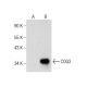 COQ3 Antibody (F-8) - Western Blotting - Image 159007