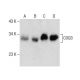 COQ3 Antibody (F-8) - Western Blotting - Image 285006 