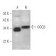 COQ3 Antibody (F-8) - Western Blotting - Image 371901 