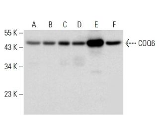COQ6 Antibody (H-1) - Western Blotting - Image 299186 