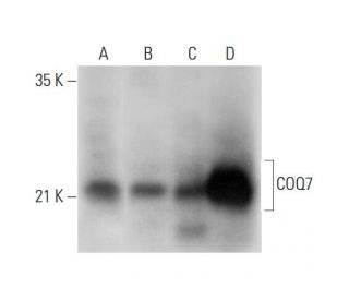 COQ7 Antibody (B-12) - Western Blotting - Image 314091