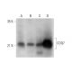 COQ7 Antibody (B-12) - Western Blotting - Image 314091