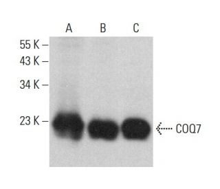 COQ7 Antibody (F-9) - Western Blotting - Image 376693 