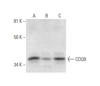 COQ9 Antibody (E-3) - Western Blotting - Image 295941 