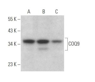COQ9 Antibody (G-4) - Western Blotting - Image 373252 