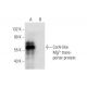 CorA-like Mg2+ transporter protein Antibody (A-9) - Western Blotting - Image 303795