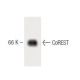 CoREST Antibody (26) - Western Blotting - Image 60272
