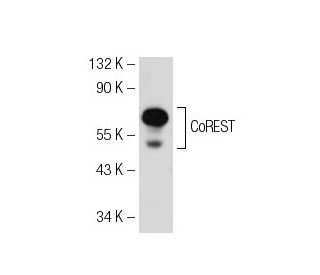 CoREST Antibody (26) - Western Blotting - Image 82223 