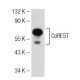 CoREST Antibody (26) - Western Blotting - Image 82223 