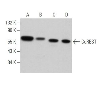 CoREST Antibody (H-8) - Western Blotting - Image 362342 