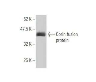 Corin Antibody (5B6) - Western Blotting - Image 349030