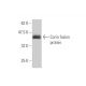Corin Antibody (5B6) - Western Blotting - Image 349030