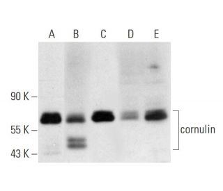 cornulin Antibody (A-3) - Western Blotting - Image 324818 