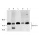 cornulin Antibody (A-3) - Western Blotting - Image 324818 