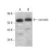 cornulin Antibody (A-3) - Western Blotting - Image 376421