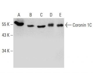 Coronin 1C Antibody (D-9) - Western Blotting - Image 387369