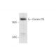 Coronin 2A Antibody (C-7) - Western Blotting - Image 295846 