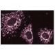 Cortactin Antibody (30) - Immunofluorescence - Image 60723 