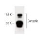 Cortactin Antibody (30) - Western Blotting - Image 60505