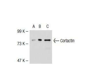 Cortactin Antibody (A-4) - Western Blotting - Image 37306 