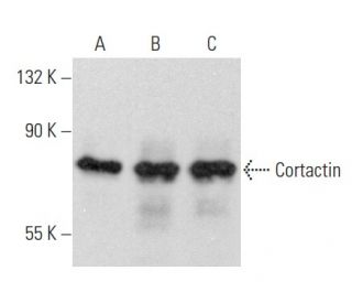 Cortactin Antibody (E-4) - Western Blotting - Image 354913 