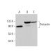 Cortactin Antibody (H-1) - Western Blotting - Image 378756