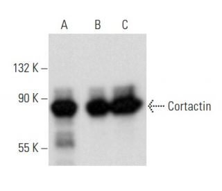 western blotting image from recommended Cortactin (H-5) monoclonal antibody replacement. Image 354938