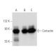 western blotting image from recommended Cortactin (H-5) monoclonal antibody replacement. Image 354938