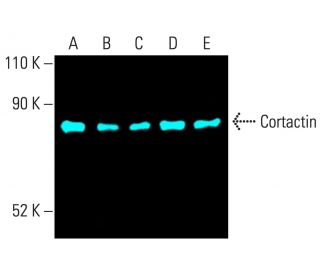 Cortactin Antibody (H-5) - Western Blotting - Image 402176