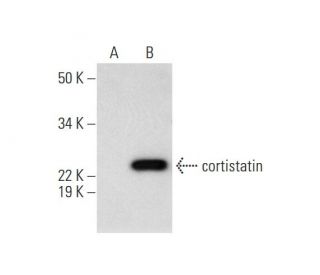 cortistatin Antibody (A-7) - Western Blotting - Image 292094